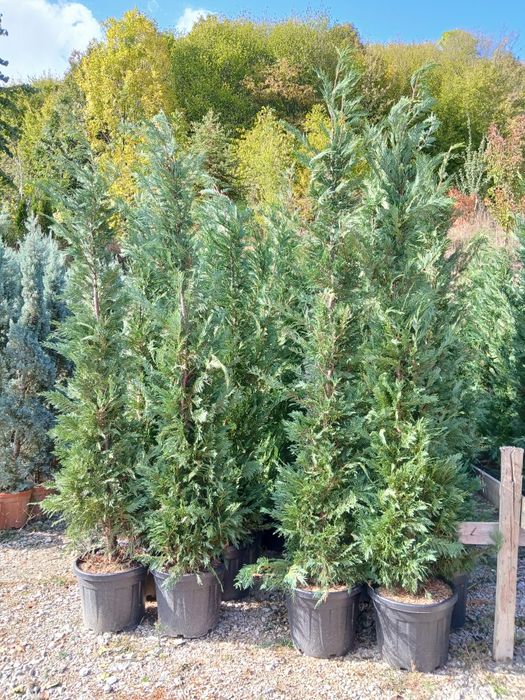 Tuia leylandi gard veșnic verde