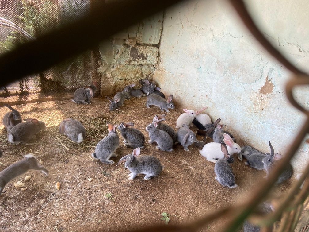Продаются крольчата