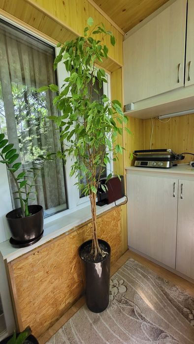 Фикус бенджамина