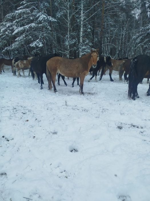 Қысыр қалған үш жасар Бие срочно сатамын