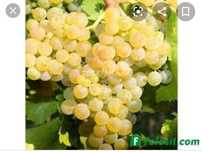 Struguri de vin producător
