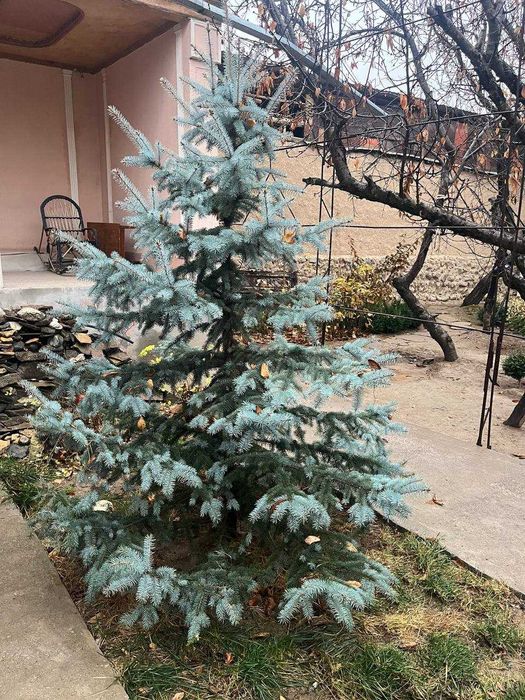 Голубая ел сотилади буйи 1.90