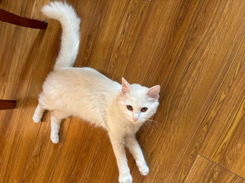 Turk angorasi  (uzun dumli, yumshoq oppoq junli)