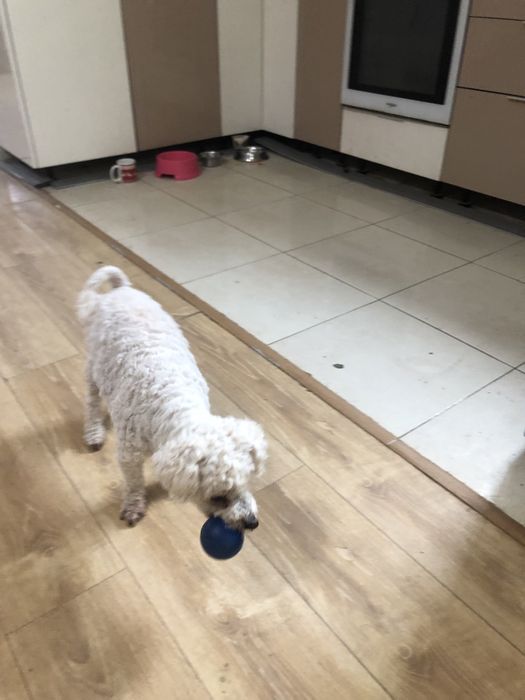 Cazare animalute de companie