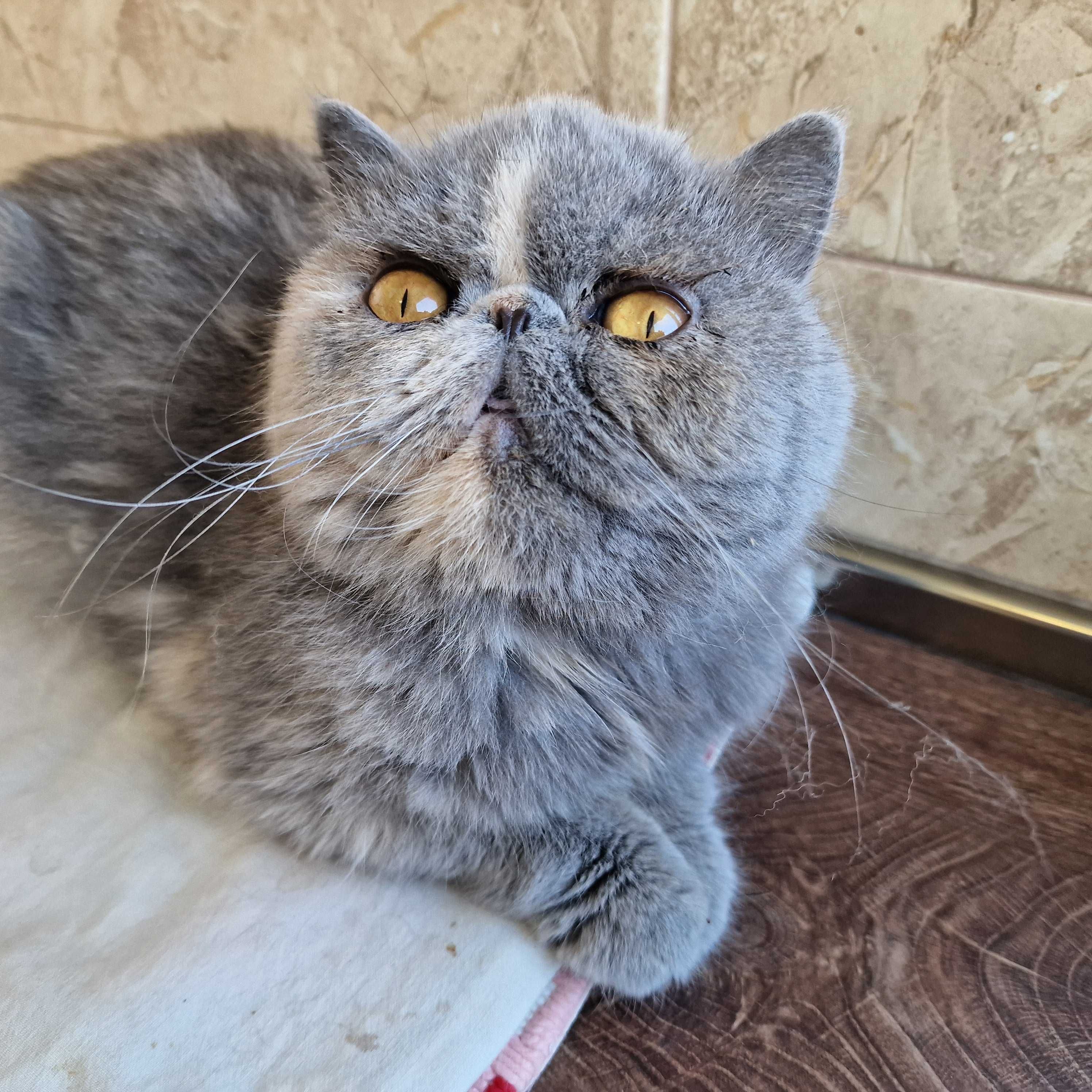 Женска екзотична котка на 4 години.