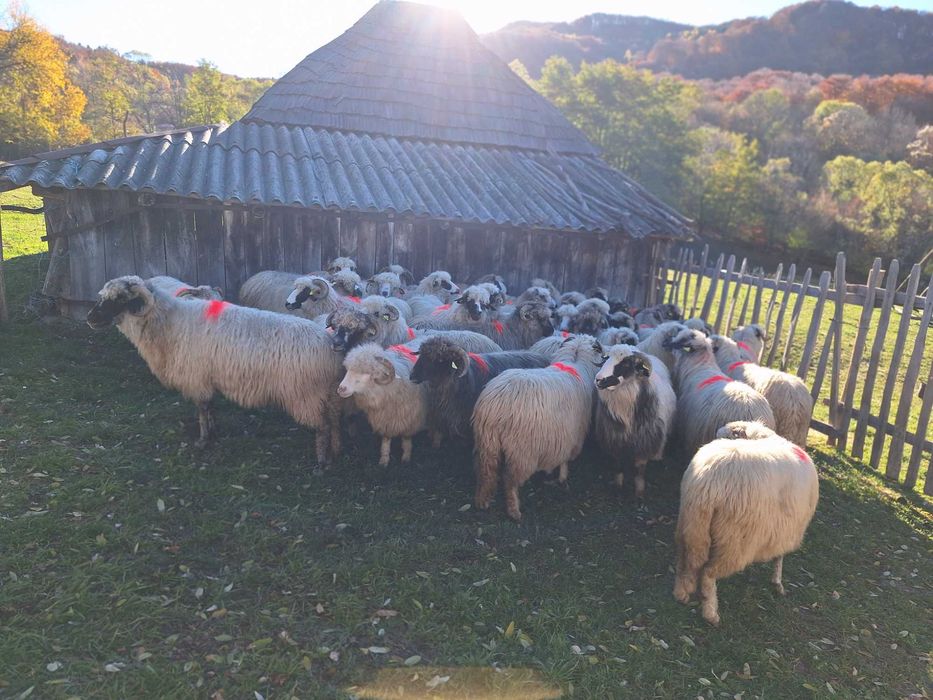 Vand 30 de oi de taiat