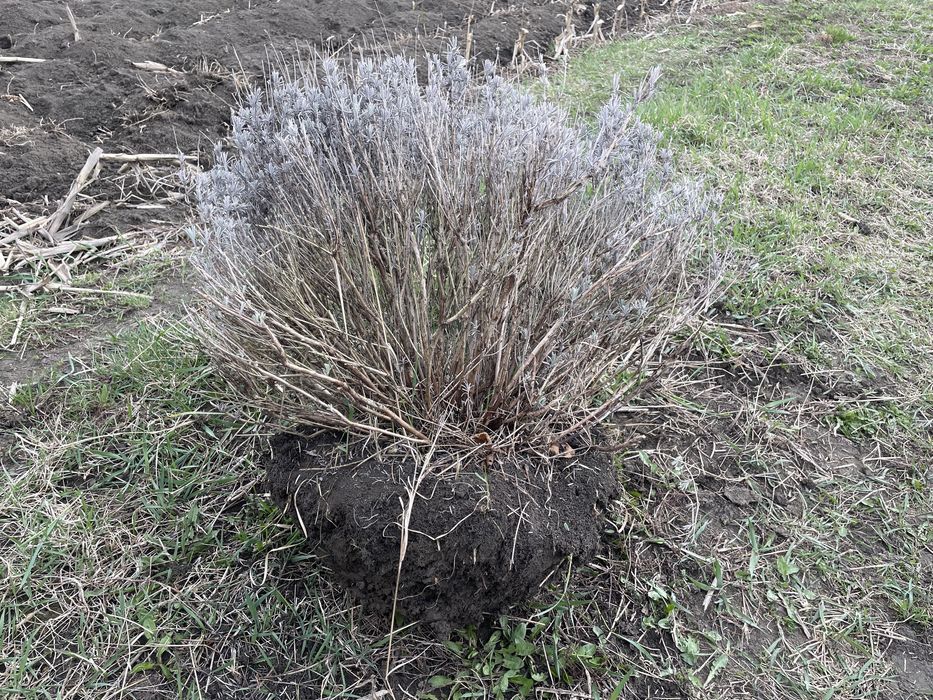 Tufe plante mari de lavanda Sevtopolis