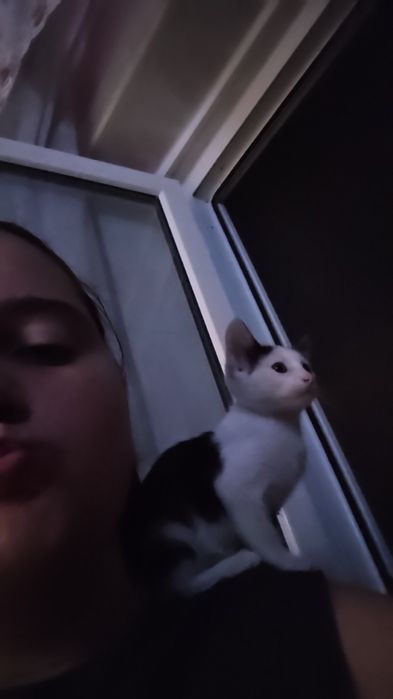 Pui de pisica adopție
