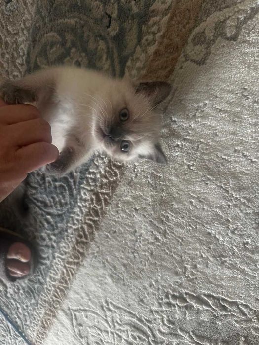 Продам  шотландский котенок