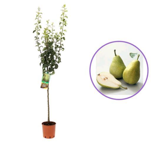 Pomi fructiferi La Ghiveci (Păr )