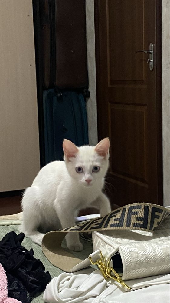 Кошка бесплатно