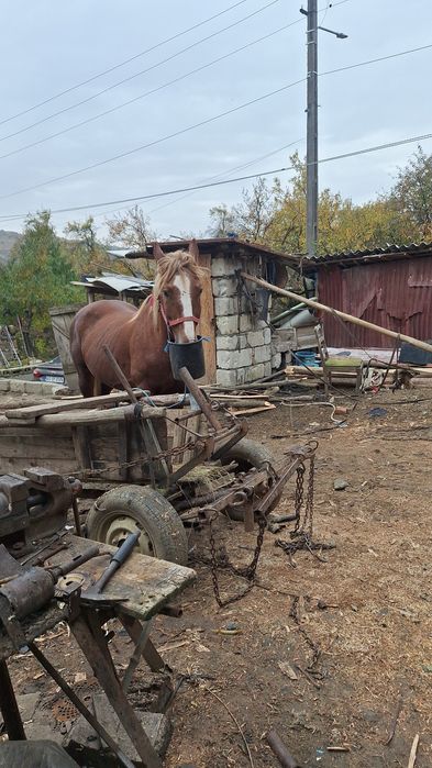 Vând sau schimb  cu o iapa cu forme
