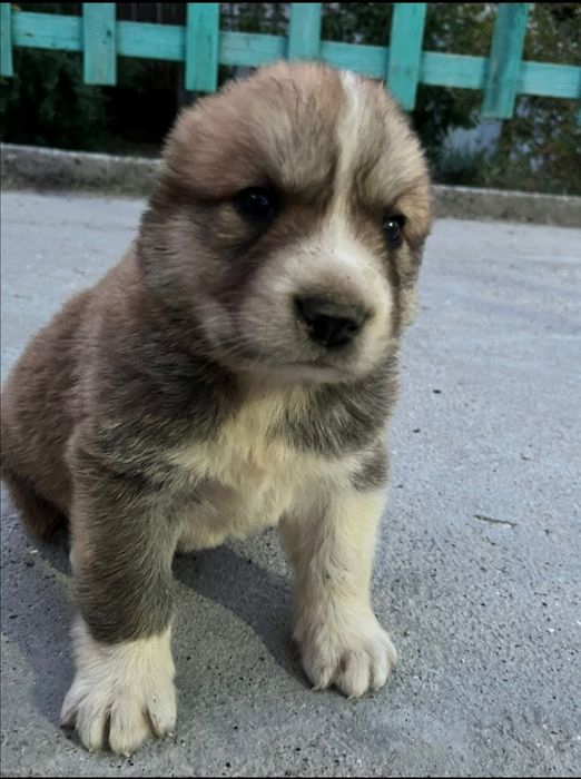 Продам щенка алабая, девочка