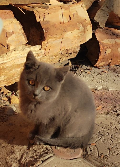 Отдам срочно котят