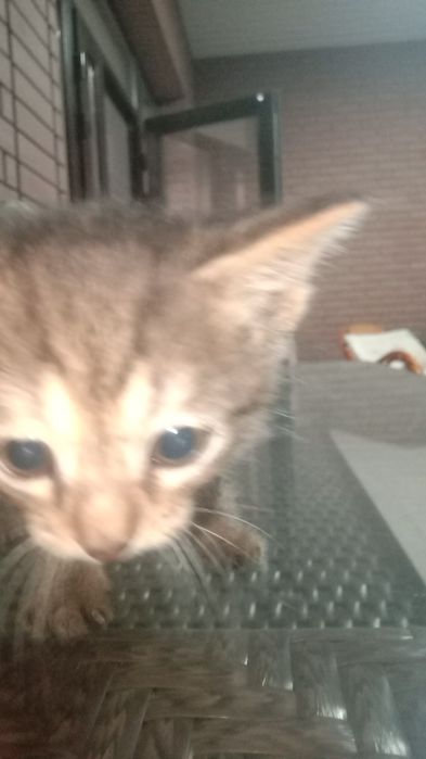 Продам котенка в хорошие руки