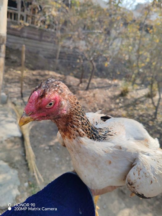 Dakan tovuq sotiladi Mayda chiqqan