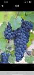 Vand Struguri De Vin