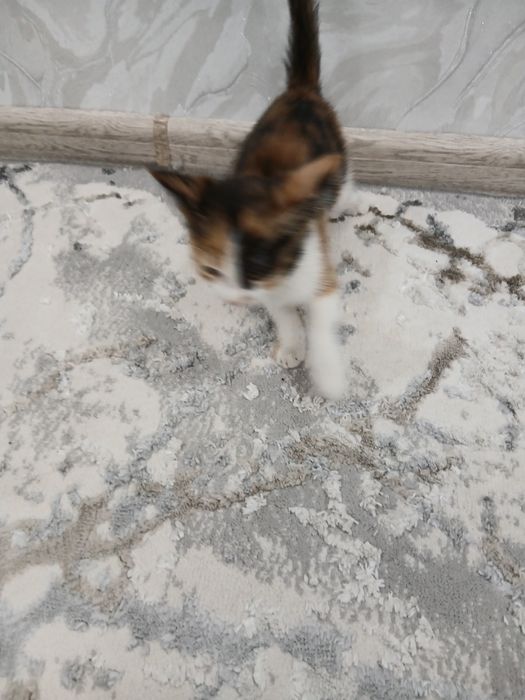 Bepul yaxshi insonlarga beriladi