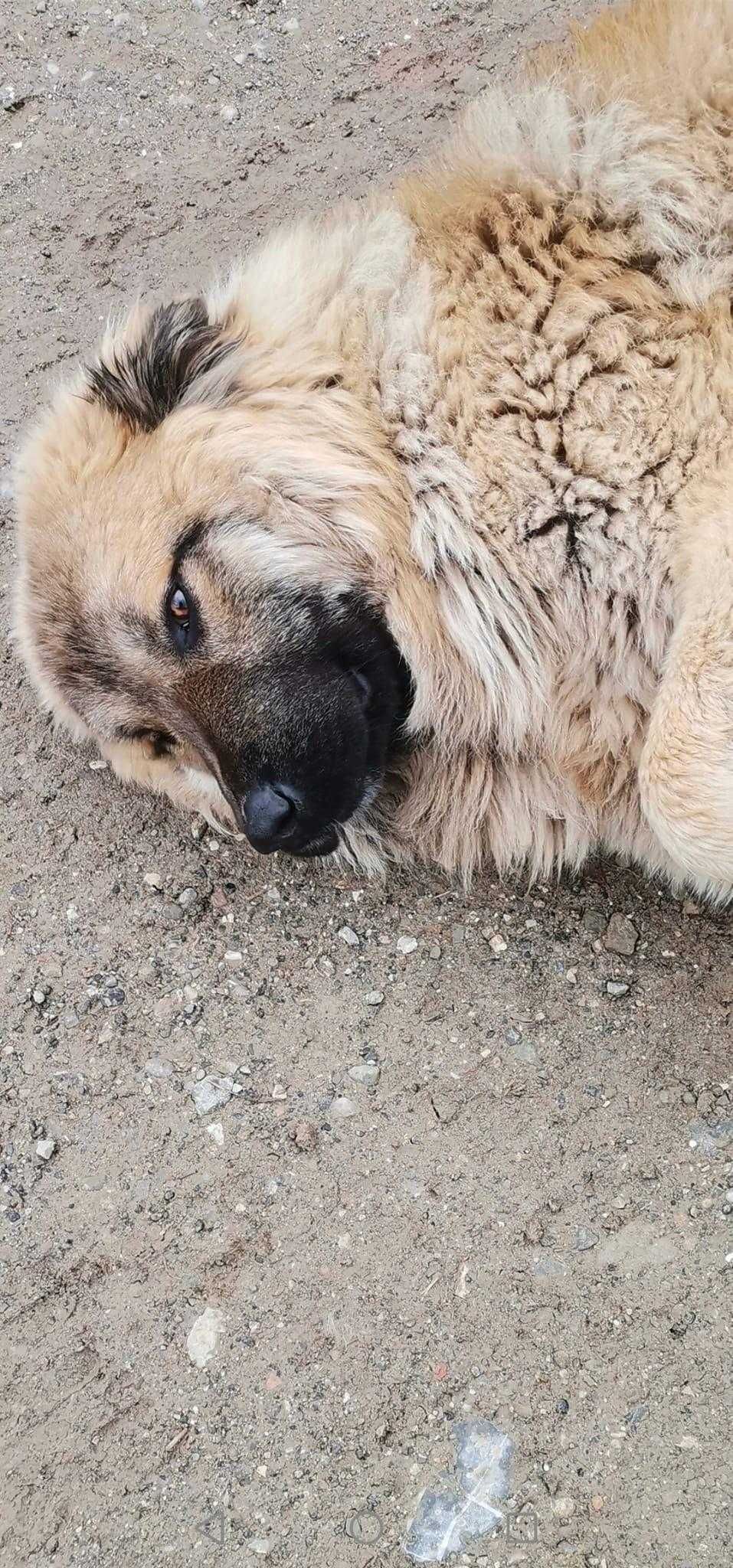 Adopție caine metis ciobanesc adult