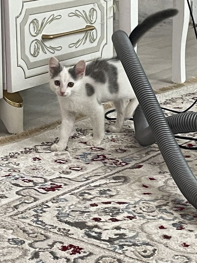Котенок приучен к лотку, послушная девочка