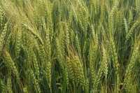 Семена пшеницы сорт Гранни