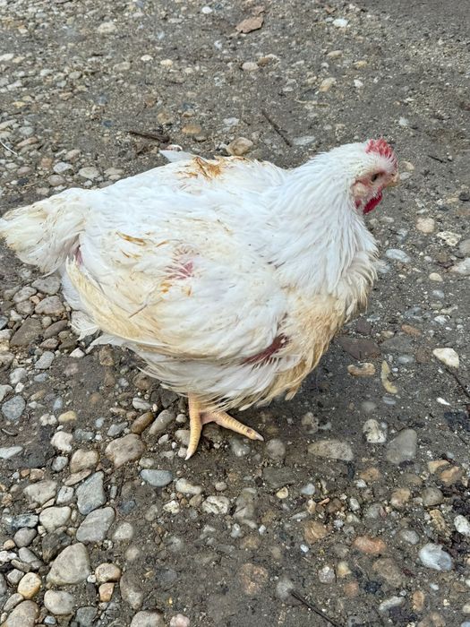 Avem pui de vânzare