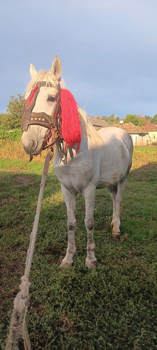 Vind urgent iapa de 5 ani foarte cuminte și blinda