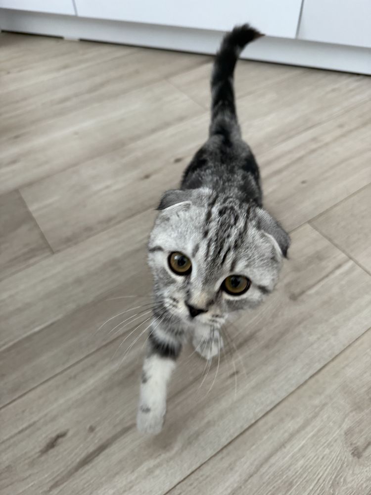 Кот шотланский вислоухий 3 месяца