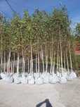 Prunus laurocerasus mesteacăn