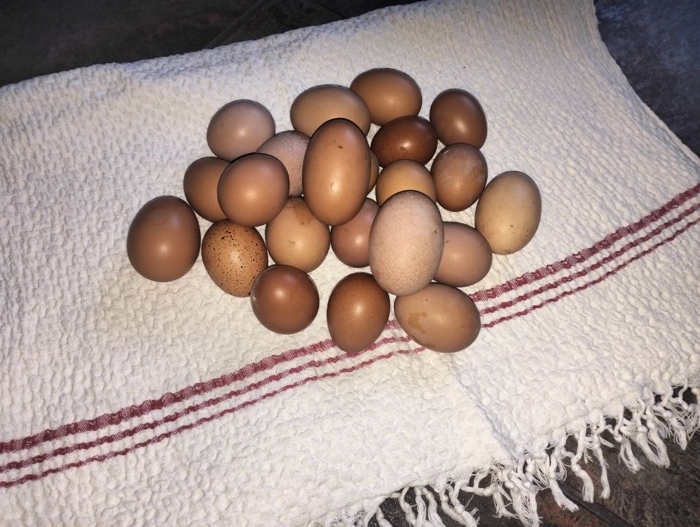 Vând ouă de găină