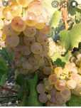 Struguri de vin producție 2025