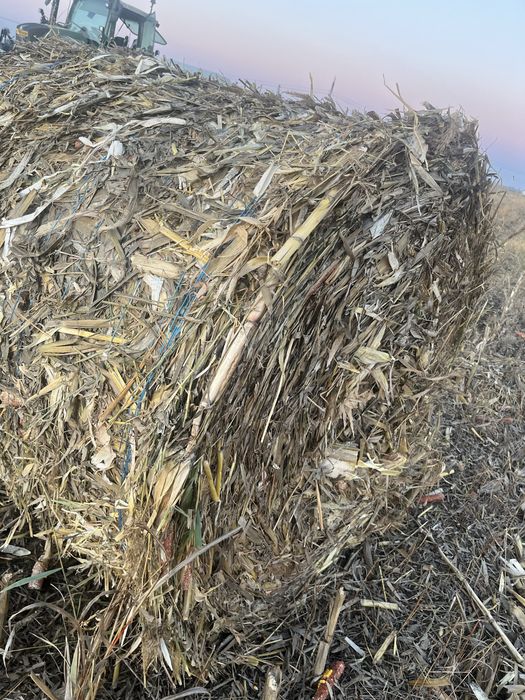 Vand baloti porumb/ coceni