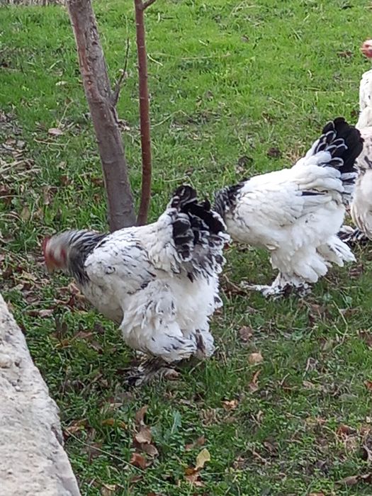 Брама товуклар сотилади