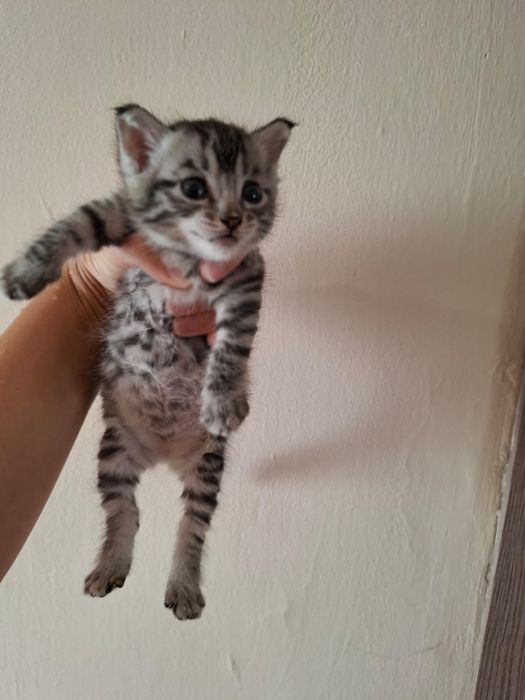 Котёнок британка