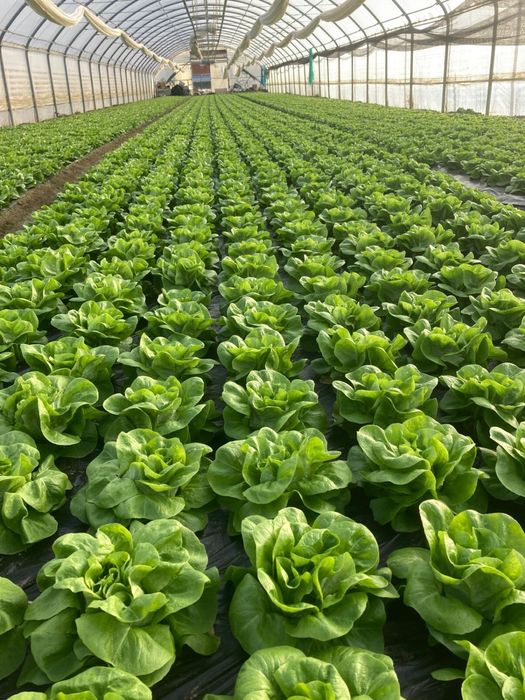 Salata verde de solar