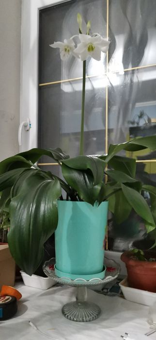 Эухарис ( амазонская лилия)