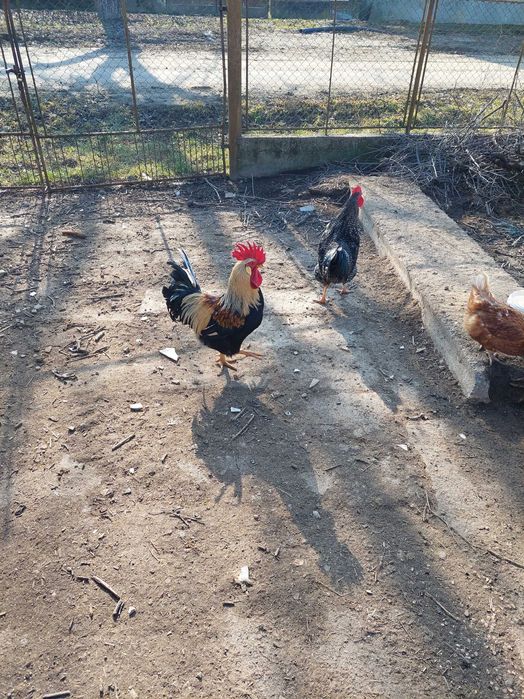 Cocosi de rasa mixta