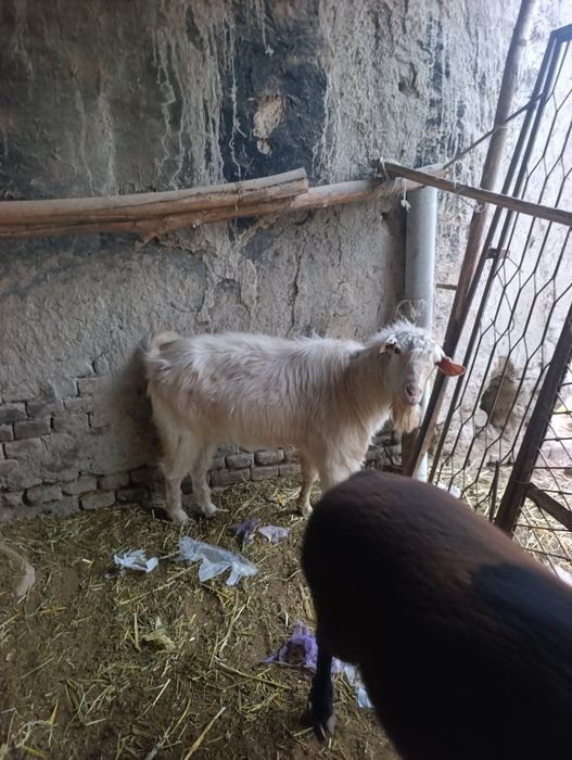 Echki sotiladi taka