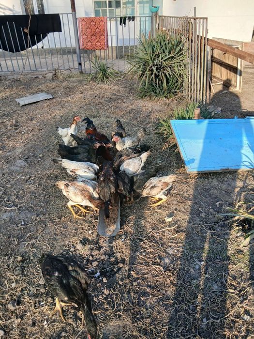 Дакан товук сотилади