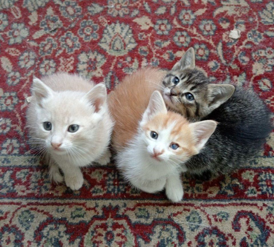 Котята 1.5 месяца, домашние, чистенькие