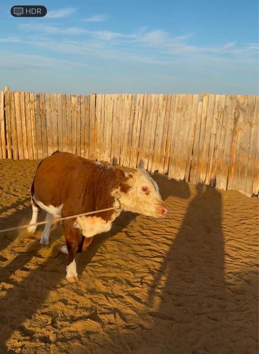 Подсос акбас баспак