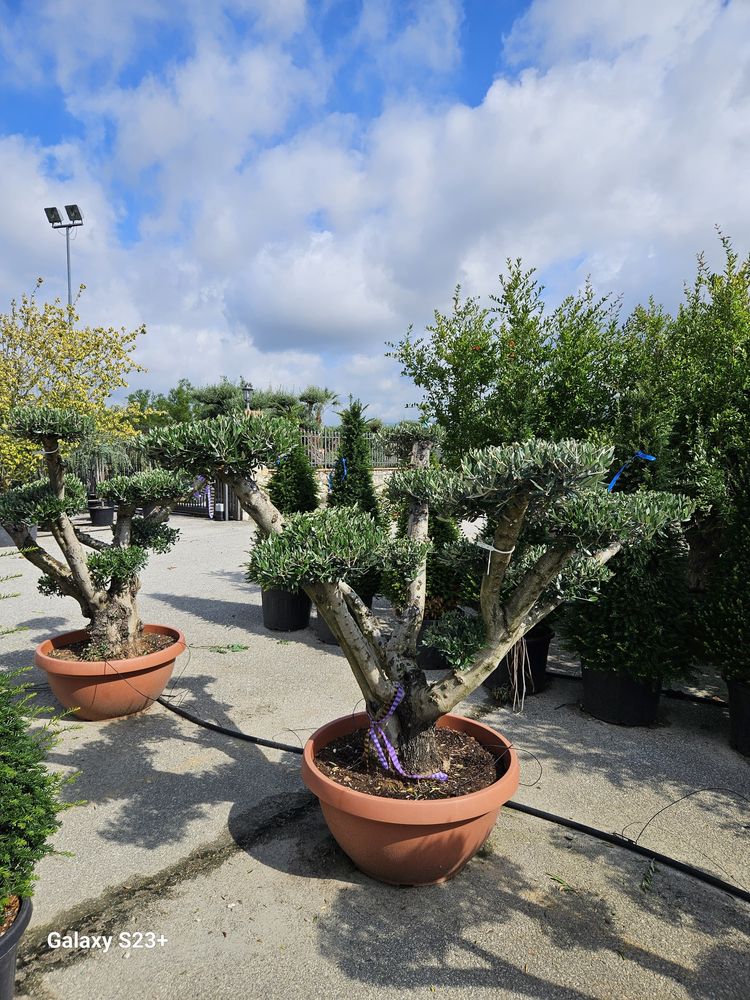 Vindem maslini seculari/bonsai