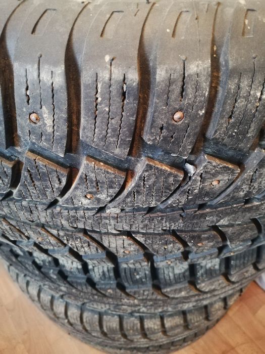 ЛЕПУЧКА на шипах