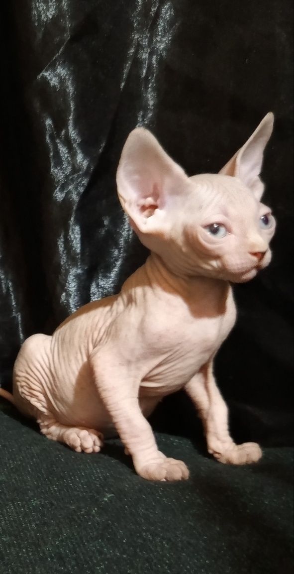 Сфинкс мальчик 2,5 месяца не дорого