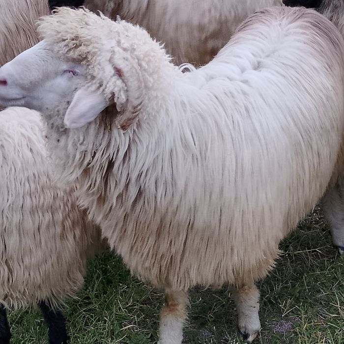 Noatin de vanzare băl