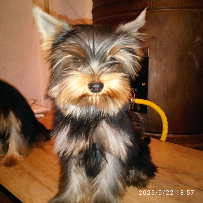 Щенки йоркширского терьера