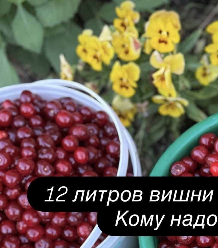 Вишня для компотов и заморозки