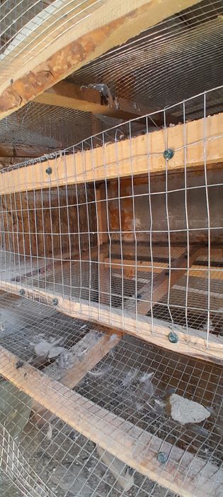 Бөденеге жәше несушаға арналғанклетка