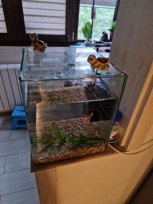 Acvariu 20 l, accesorii incluse