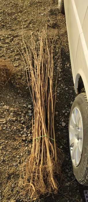 Puieți salcâm frasin tei fag carpen stejar mesteacăn plop brad molid